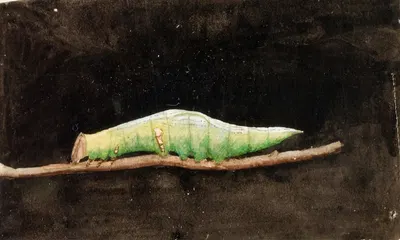 Larger Spotted Beach Leaf Edge Caterpillar, study for book Concealing Coloration in the Animal Kingdom by Emma Beach Thayer…