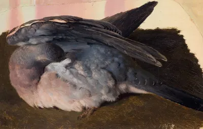 Study of the sleeping wood pigeon by Ferdinand von Wright, 1873 — digital art print download