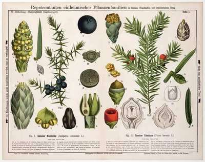 Juniperus communis, Taxus baccata ; jeneverbes, venijnboom by Hermann Zippel, 1880 — digital art print download