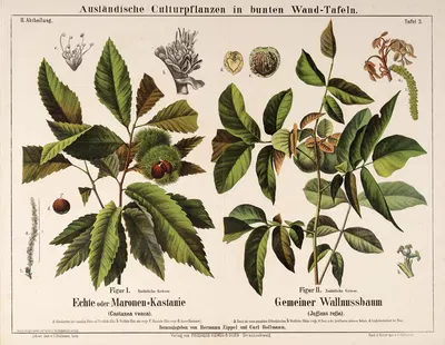 Castanea vesca, Juglans regia ; tamme kastanje, okkernootboom by Hermann Zippel, 1877 — digital art print download
