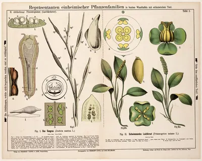 Zostera marina, Potamogeton natans ; groot zeegras, drijvend fonteinkruid by Hermann Zippel, 1880 — digital art print…