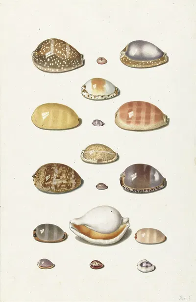 Cowry Shells by Johann Gustav Hoch, 1726 - 1779 — digital art print download