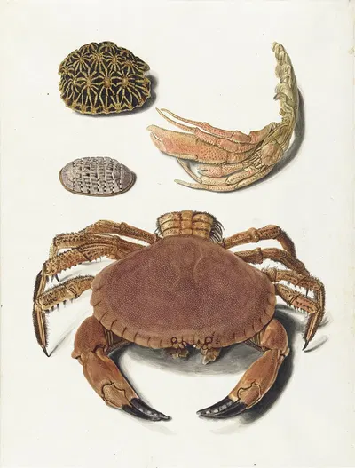 Een krab, een schaar van een krab en twee schilden van schildpadden by Johann Gustav Hoch, 1726 - 1779 — digital art print…