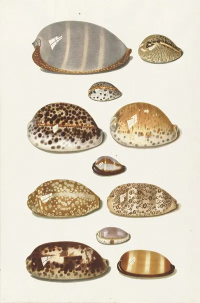 Elf grote en kleine tropische kaurie schelpen by Johann Gustav Hoch, 1726 - 1779 — digital art print download