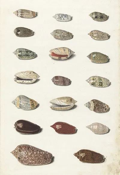 Twenty Tropical Shells by Johann Gustav Hoch, 1726 - 1779 — digital art print download