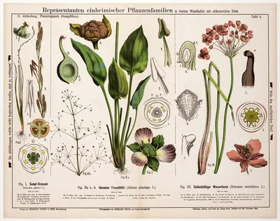 Triglochin palustre, Alisma plantago, Butomus umbellatus by Hermann Zippel, 1880 — digital art print download