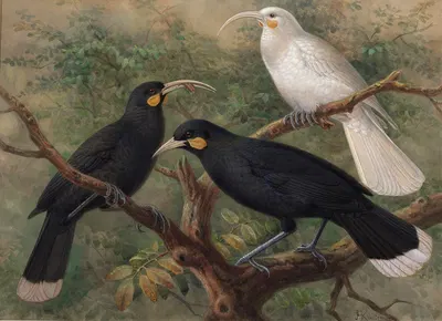 Three huia (Heteralocha acutirostris), Huia, Heteralocha acutirostris by John Gerrard Keulemans — digital art print download