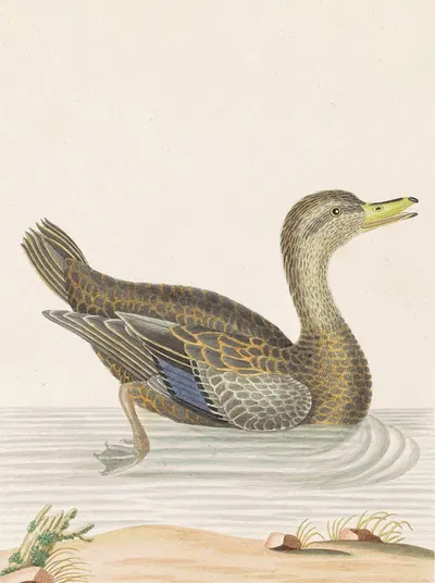 Roan Duck by John Abbot, c. 1790 — digital art print download