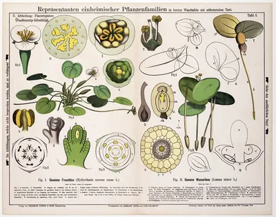 Hydrocharis morsus ranae, Lemna minor ; kikkerbeet, klein eendekroos by Hermann Zippel, 1880 — digital art print download