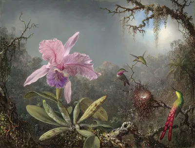Cattleya Orchid and Three Hummingbirds by Мартин Джонсон Хид, 1871 — digital art print download