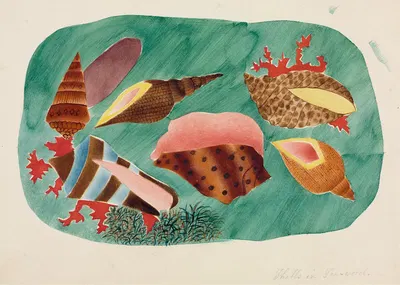 Shells in Seaweed by Мэри Алта Нимс — digital art print download