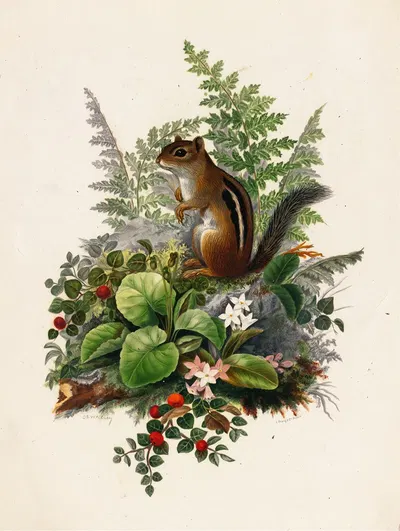 Chipmunk by Olive E Whitney, 1861–1897 — digital art print download