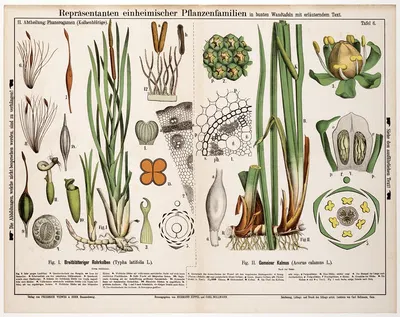 Typha latifolia, Acorus calamus ; grote lisdodde, kalmoes by Hermann Zippel, 1880 — digital art print download