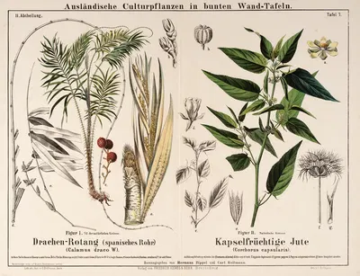 Calamus draco, Corchorus capsularis ; drakenbloedboom, witte jute by Hermann Zippel, 1877 — digital art print download