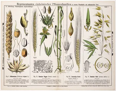Triticum vulgare, Secale cereale, Hordeum distichum, Avena sativa ; tarwe, rogge, gerst, haver by Hermann Zippel, 1880 —…
