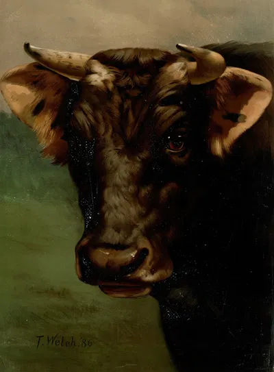 Bull's head by Таддеус Уэлч, 1861-1897 — digital art print download