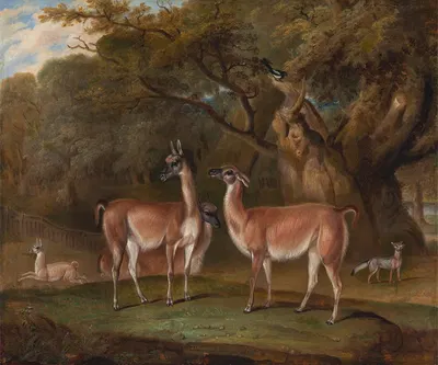 Llamas and a fox in a wooded landscape by Thomas Weaver, 1828 — digital art print download