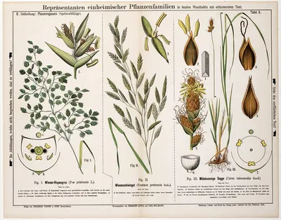 Poa pratensis, Festuca pratensi, Carex intermedia ; Veldbeemdgras, zwenkgras, tweerijige zegge by Hermann Zippel, 1880 —…