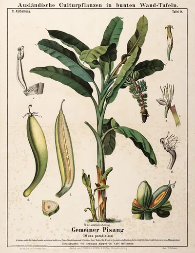 Musa paradisiaca ; dwergbanaan by Hermann Zippel, 1877 — digital art print download