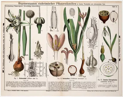 Allium cepa, Colchicum autumnale, Galanthus nivalis by Hermann Zippel, 1880 — digital art print download