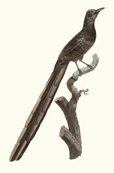 Femelle de la Pie de paradis. by Jacques Barraband, 1806 — digital art print download