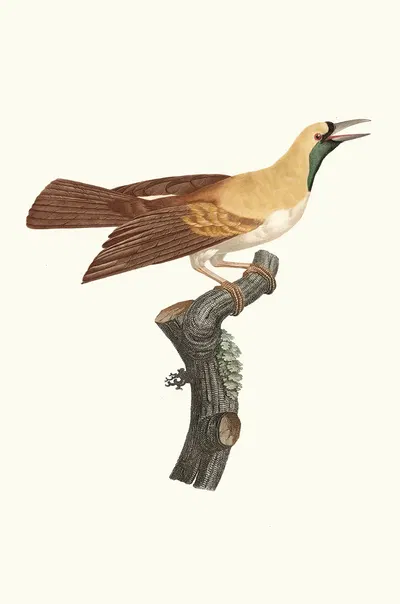 Femelle de petit Oiseau de paradis Emeraude. by Jacques Barraband, 1806 — digital art print download