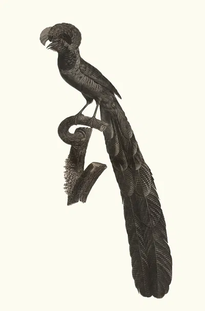 La pie de paradis ou l'incomparabale, mâle. by Jacques Barraband, 1806 — digital art print download