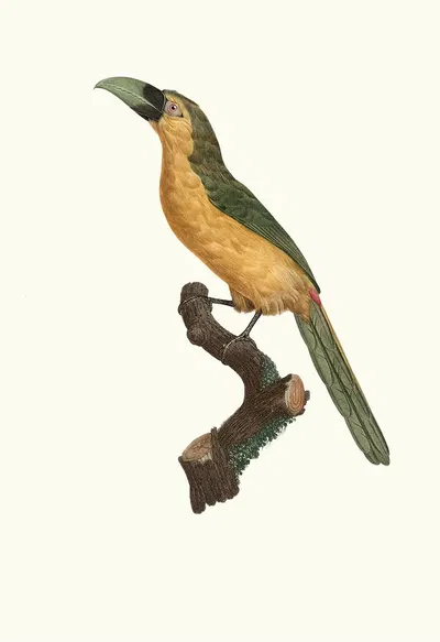 L'Aracari baillon. by Jacques Barraband, 1806 — digital art print download