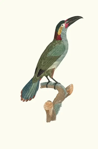 L'Aracari Koulik femelle. by Jacques Barraband, 1806 — digital art print download