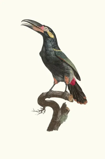 L'Aracari Koulik mâle de la Guyane. by Jacques Barraband, 1806 — digital art print download