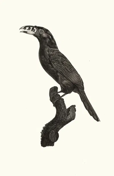 L'Aracari Koulik mâle du Brésil. by Jacques Barraband, 1806 — digital art print download