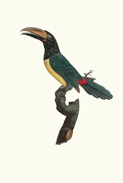 L'Aracari verd mâle. by Jacques Barraband, 1806 — digital art print download