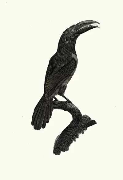 L'Aracari vert [verd], femelle. by Jacques Barraband, 1806 — digital art print download