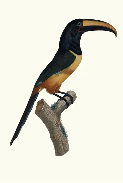 L'Aracari, à cinture [ceinture] rouge, dans son extrême viellesse. by Jacques Barraband, 1806 — digital art print download