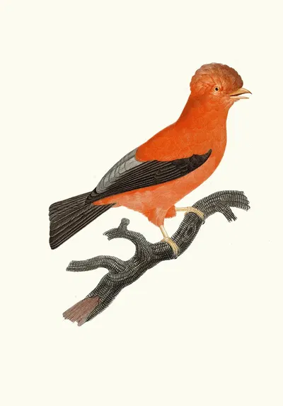 Le Coq de roche du Pérou. by Jacques Barraband, 1806 — digital art print download