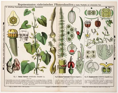 Aristolochia clematitis, Hippuris vulgaris, Callitriche stagnalis ; pijpbloem, lidsteng, gevleugeld sterrenkroos by Hermann…