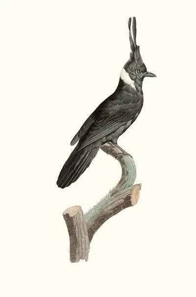 Le Geai Noir à Collier blanc. by Jacques Barraband, 1806 — digital art print download