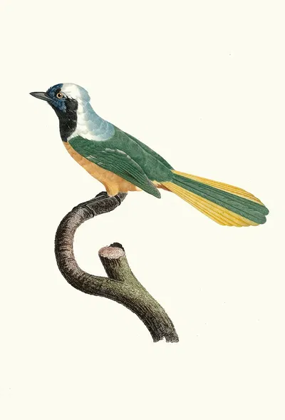 Le Geai Péruvien. by Jacques Barraband, 1806 — digital art print download