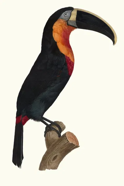 Le grand Tocan à gorge orange. by Jacques Barraband, 1806 — digital art print download
