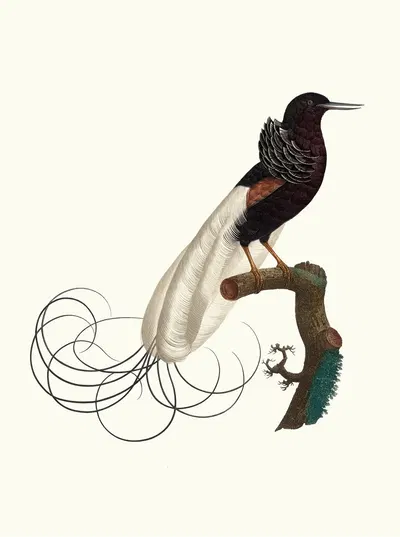 Le Nébuleux, l'état du repos. by Jacques Barraband, 1806 — digital art print download