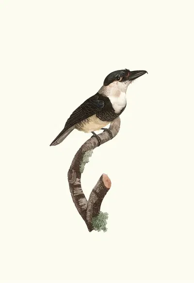 Le Tamatia à plastron noir. by Jacques Barraband, 1806 — digital art print download