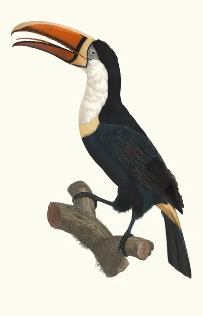 Le Tocan à Collier jaune. by Jacques Barraband, 1806 — digital art print download