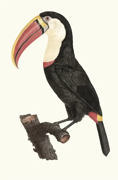 Le Tocan. by Jacques Barraband, 1806 — digital art print download