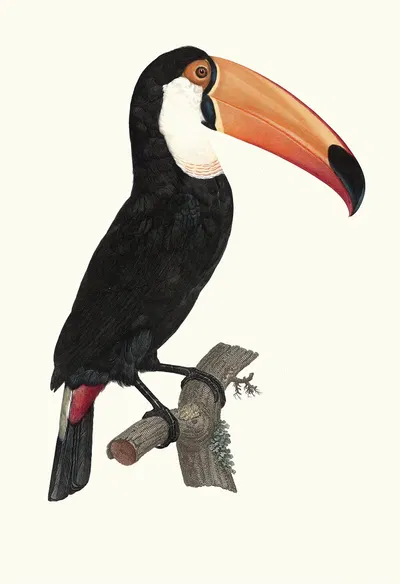 Le Toco. by Jacques Barraband, 1806 — digital art print download
