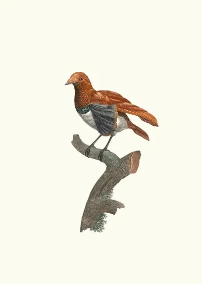 Variété de Manucode. by Jacques Barraband, 1806 — digital art print download