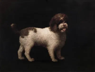 Water Spaniel by George Stubbs, 1769 — digital art print download