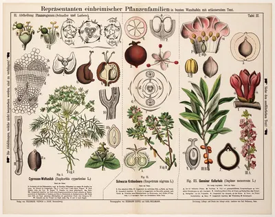 Euphorbia cyparissias, Empetrum nigrum, Daphne mezereum by Hermann Zippel, 1881 — digital art print download