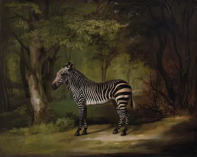 Zebra by George Stubbs, 1763 — digital art print download