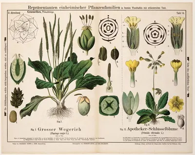 Plantago major, Primula officinalis ; grote weegbree, echte sleutelbloem by Hermann Zippel, 1881 — digital art print download