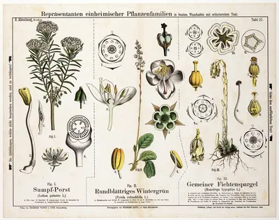 Ledum palustre, Pyrola rotundifolia, Monotropa hypopitys ; moerasrozemarijn, round winter green, fabric by Hermann Zippel,…